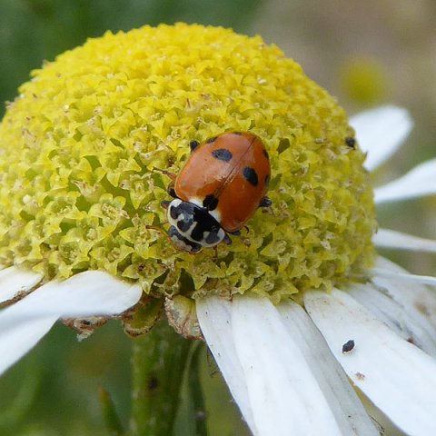 ruigtelieveheersbeestjeopreukelozekamillebraakgorinchem06072015_3