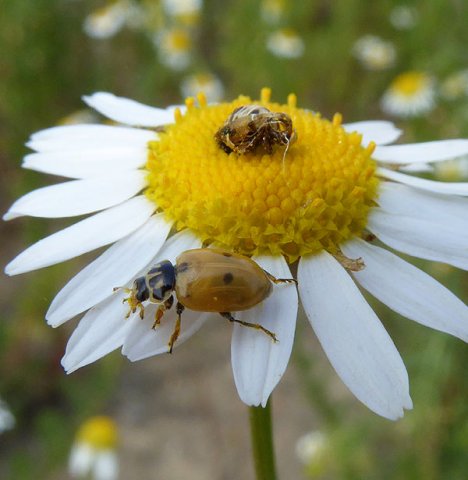 ruigtelieveheersbeestjeopreukelozekamillebraakgorinchem06072015_5