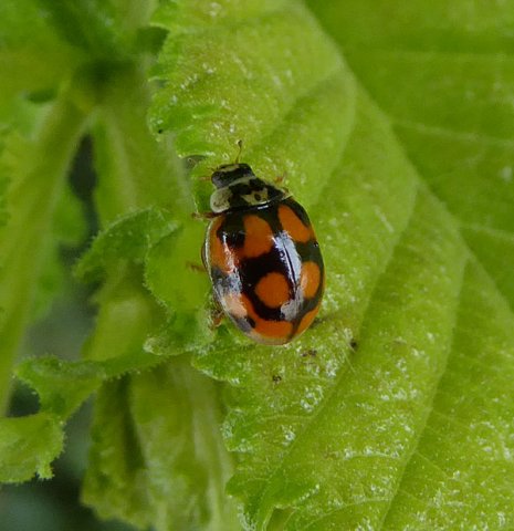 tienstippeliglieveheersbeestjemeerkerk23062015_4
