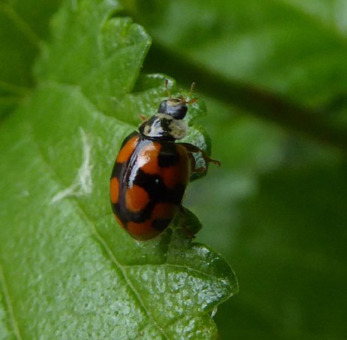tienstippeliglieveheersbeestjemeerkerk23062015_5