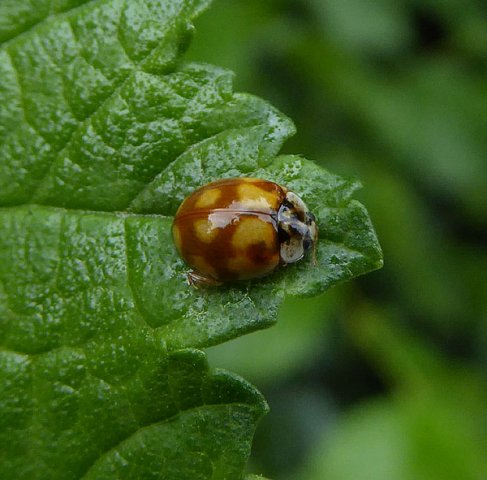 tienstippeliglieveheersbeestjeophazelaarmeerkerk26062015_2