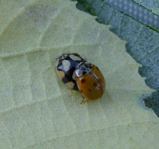 tienstippeliglieveheersbeestjeparingoplindemeerkerk01072015_6