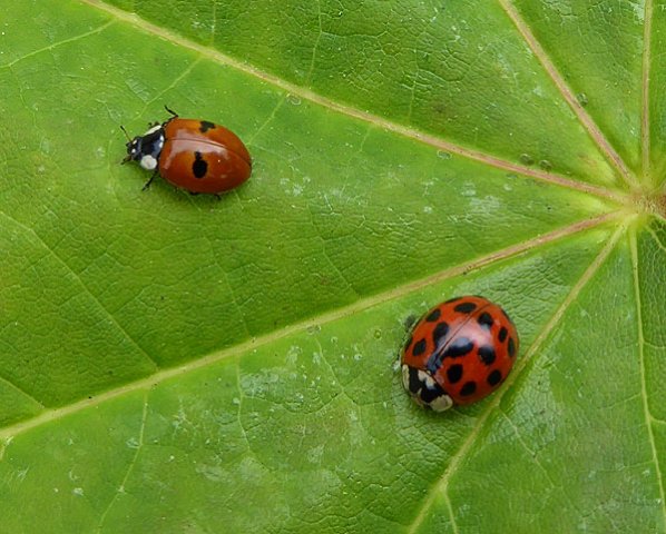 tweestippeliglieveheersbeestjeenveelstippigaziatischlieveheersbeestjeopesdoornmeerkerk140620152