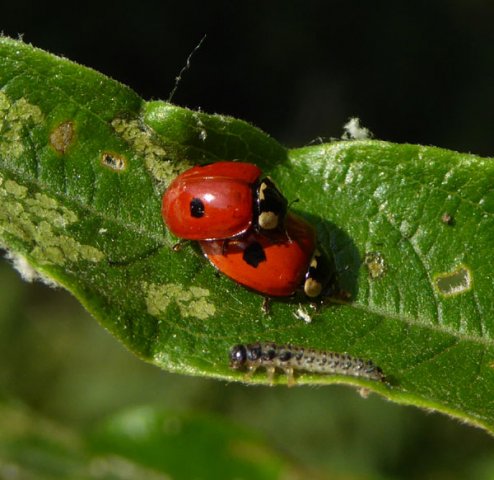 tweestippeliglieveheersbeestjeparingopwilgburggraafmeerkerk16062015_3