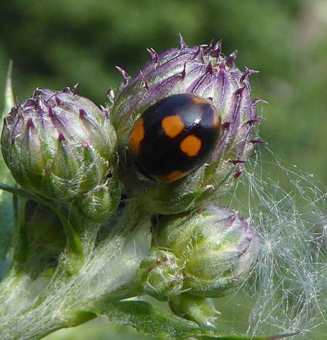 tweestippeliglieveheersbeestjezwartavelingen25062015