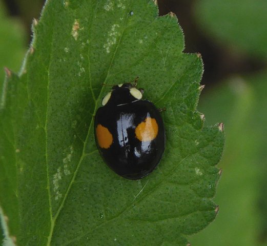 tweevlekkigaziatischlieveheersbeestjevianen28062015_2