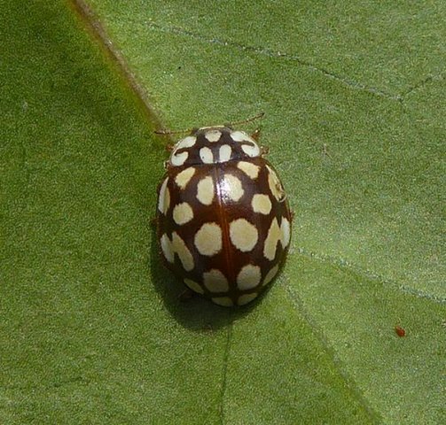 twintigvleklieveheersbeestjeklimopmolenpoldermaarssen13042016_2