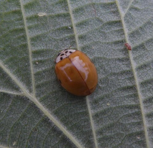 veelstippigaziatischlieveheersbeestjeophazelaarmeerkerk05072015_1