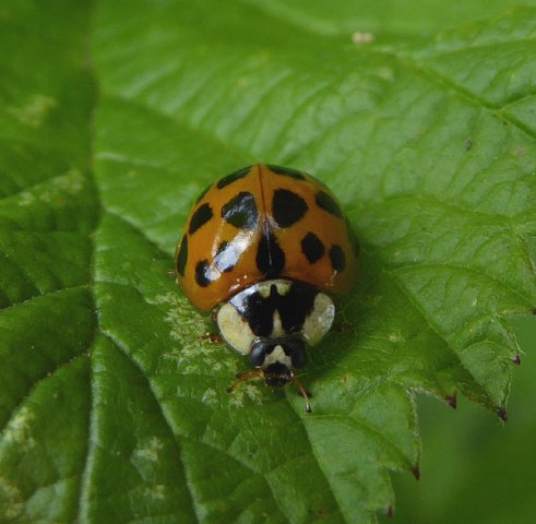 veelstippigaziatischlieveheersbeestjeoranjeviaansebos24062015_2