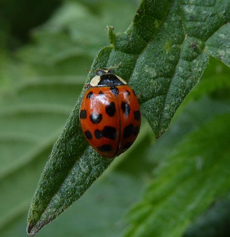 veelstippigaziatischlieveheersbeestjeroodviaansebos24062015