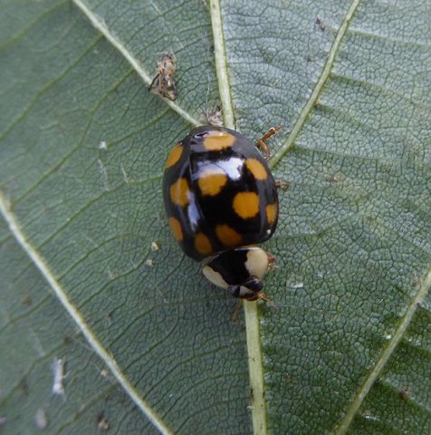 veelvlekkigaziatischlieveheersbeestjeoplindelingebos06072015_1