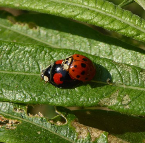 viervlekkigaziatischlieveheerbeestjeparingopwilgburggraafmeerkerk16062015_1