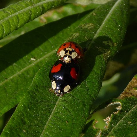 viervlekkigaziatischlieveheerbeestjeparingopwilgburggraafmeerkerk16062015_2
