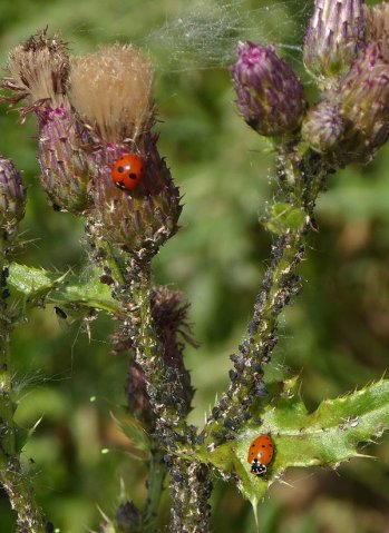 vijfstippeligenruigtelieveheersbeestjebrabantsebiesbosch11072015