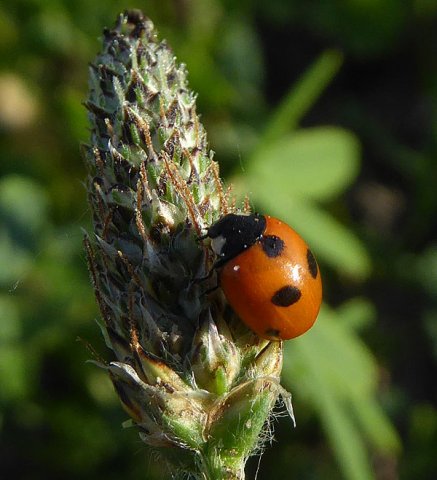 vijfstippeliglieveheersbeestjebraaknieuwegein28062015_1