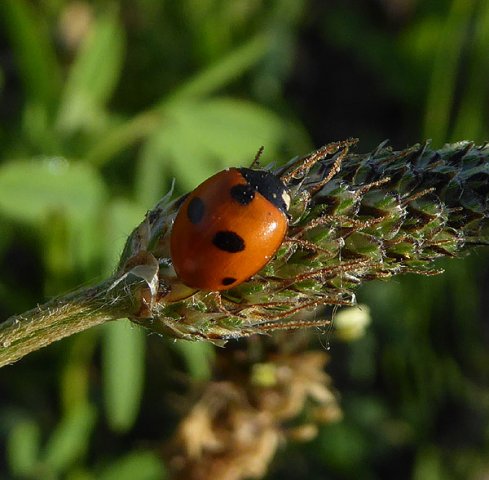 vijfstippeliglieveheersbeestjebraaknieuwegein28062015_2