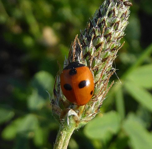 vijfstippeliglieveheersbeestjebraaknieuwegein28062015_4