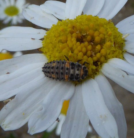 vijfstippeliglieveheersbeestjelarvegorinchem06072015_1