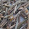 bruinlieveheersbeestjeopsparmeerkerk01072015_1