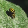 citroenlieveheersbeestjeparingnatuurlijkbrabant01062011