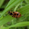 dertienstippeliglieveheersbeesjerotondelingebos26082015_1