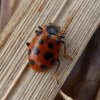 dertienstippeliglieveheersbeestjeottoland14032016