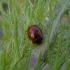elfstippeliglieveheersbeestjemet9stippenbraaknieuwegein28062015_1