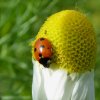 elfstippeliglieveheersbeestjemet_7stippenbraaknieuwegein28062015_2