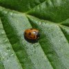 elfstippeliglieveheersbeestjevoortuinmeerkerk08062015
