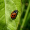 elfstippeliglieveheerssbeestjezouweboezem04062015