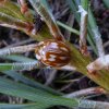 gestreeptlieveheersbeestjesoesterberg01082015_3