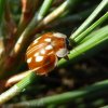 gestreeptlieveheersbeestjevliegveldsoesterberg16072015_2
