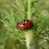 ruigtelieveheersbeestjebraaknieuwegein28062015_6