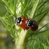 ruigtelieveheersbeestjebraaknieuwegein28062015_7