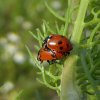 ruigtelieveheersbeestjebraaknieuwegein28062015_8