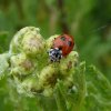 ruigtelieveheersbeestjelekuiterwaardlexmond07072015_1