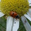 ruigtelieveheersbeestjeopreukelozekamillebraakgorinchem06072015_2
