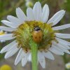 ruigtelieveheersbeestjeopreukelozekamillebraakgorinchem06072015_6