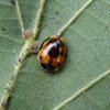 tienstippeliglieveheersbeestjelindelakerveldlexmond31072015_1