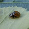 tienstippeliglieveheersbeestjeparingoplindemeerkerk01072015_4