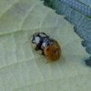tienstippeliglieveheersbeestjeparingoplindemeerkerk01072015_6