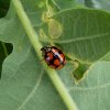 tienstippeliglieveheersbeestjezomereikmerwedekanaalvianen28062015_2
