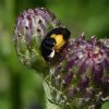 tienstippeliglieveheersbeestjezwartavelingen25062015_2