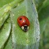 tweestippeliglieveheersbeestjeopwilgzouweboezem15062015