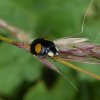 tweevlekkigaziatischlieveheersbeestjevianen28062015_1
