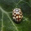 twintigvleklieveheersbeestjeklimopmolenpoldermaarssen13042016_1