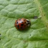 veelstippigaziatischlieveheersbeestjeburggraafmeerkerk08062015