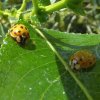 veelstippigaziatischlieveheersbeestjeburggraafmeerkerk27062015_2