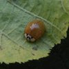 veelstippigaziatischlieveheersbeestjeophazelaarmeerkerk05072015_3