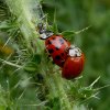veelstippigaziatischlieveheersbeestjeopkruldistellexmond16062015_2
